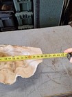 Giant Natural Clam Shell 23 Lbs 19-1 2    Wide Authentic Shell