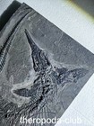 Monument Of The Triassic Sea     Exceptional 110 Cm Mixosaurus Skeleton