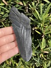 Natural Beautiful 4 51    Megalodon Tooth Fossil Shark Teeth