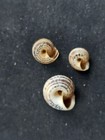  091 Lot Of 3 Helix Rebondiana Bourg  Algeria  Approx  7-12mm Land Snail Shells