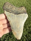 4 79    Nc Ledge Megalodon Shark Tooth Fossil Real Shark