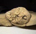 Rare Phacelocrinus Crinoid Calyx 3d Fossil In Matrix Bangor Limestone Alabama J3