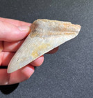 3 33  Landsite Megalodon Shark Tooth Fossil From Summerville  Sc