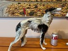  2  1890 Porcelain Borzoi Russian Wolfhound Dogs Figurine Made Austria Antique