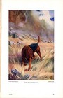 Antique Bloodhound Print Vintage 1930s Ward Binks Bloodhound Illustration 6086a