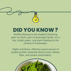 Pure Wolffia Globosa Powder Plant Based Superfood 25-40  Protein   Ship From Ca