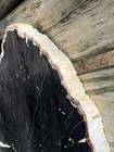 Gorgeous Full Bark Oak Petrified Wood Slab  Miocene  Flemming Formation  Tx   11   