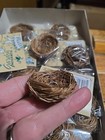 24pc Natural Bird Nests Floral Crafts Garden Accent 1-3 4  Birds Of The World