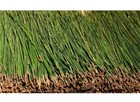 Long Leaf Pine Needles Organic Fresh Picked For Herbal Tea Wild  Louisiana 
