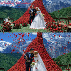2200 Pcs Dark-red Silk Rose Petals For Romantic Night wedding proposal Anniversa