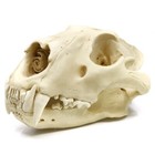 Bone Clones African Lion Skull Male Bc-054