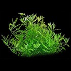 Hygrophila Live Freshwater Aquarium Plant  Beginner-friendly Tropical