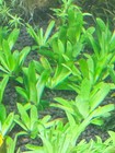 Eriocaulon Cuspidatum Rare Live Aquarium Plant