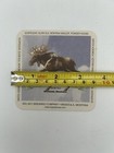 Beer Coaster   Big Sky Brewing Moose Drool Brown Ale   Missoula Montana Brewery
