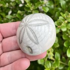 Polished Sea Biscuit Fossil - Holden Beach Nc - Hardouinia Mortonis