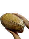 100g Huge Indian Catappa Almond Leaves Ial For Betta  Shrimps  Reptiles