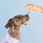 Dog Is Human Multivitamin Soft Chews   Human-grade Dog Wellness  60ct 