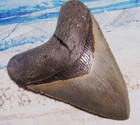 Megalodon Shark Tooth 4 3 8  Sharks Teeth Huge Jaw Fossil Real Megladon Serrated