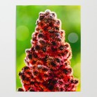 Staghorn Sumac Rhus Typhina - 50 Seeds