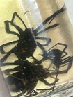 Black Widow Spider Wet Specimen 