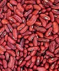 Bean Red Long Seeds Nogmo Garden Highgermination Plant Heirloom