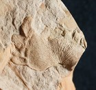 Extremely Rare   3d Fossil Plant Unknown Undescribed Cylopteris With Frills  