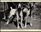 1930s Vintage German Shorthaired Pointer Print German Hunting Dog Gundog 5110j