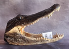 Large 13-14  Alligator Head Genuine Louisiana Gator Real Taxidermy Gator Head