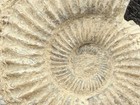 Fossilized Whole Ammonite Specimen From Indonesia    28g    45mm Wide