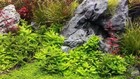Dwarf Baby Tears 1 Portion  hemianthus Callitrichoides  Easy Live Aquarium Plant