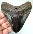 Megalodon Shark Tooth - Shark Teeth Real Fossil -3 27     No Restorations
