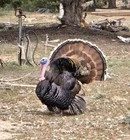 6 Fertile Turkey Hatching Eggs          