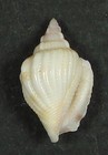 Strombus Helli 18 83mm Super Choice Specimen Makua  Oahu  Hi