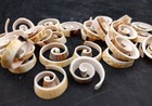Swirl Cut Strombus Seashell  15 Shell Slices Approx  0 75  Inches 