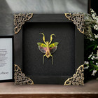 Real Flower Mantis Bugs In Frame Oddities Taxidermy Insect Decor Framed Beetles