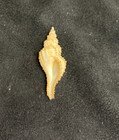 Muricidae Scabotrophon Chunfui 31 40 Taiwan - Rare F   