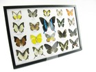 20 Beautiful Butterfly Butterflies In Showcase - Framed - Real - A-20-blumei-16
