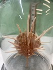 Globe Glass Spondylus Foliaceus
