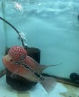 Red Dragon Flowerhorn Big Konk  we Only Ship On Mondays  Next Day Air  Live Fish