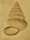 Variety Of Shells And Seahorse Paper Casting  Clay   Paper Clay Molds   38