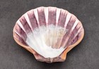 Polished Orange Lions Paw Scallop Seashell  1 Shell Approx  5  Inches 