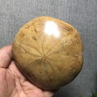 229g Natural Starfish Crystal Specimen 03