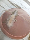 Vtg Charming Lady Hats Ny Pink Disk Velvet Plumage Silver Bird Fascinator Mint