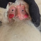 Hand Made Primitive Folk Art Americana Vintage Inspired German Bersnickel Santa