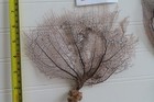 2 - Natural Sea Fan - Coral - Sea Whip - Free Shipping 9x5  5x5  8x5 Inches