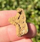 Fossil Starfish Crateraster Texensis Texas Cretaceous Pawpaw Formation Rare