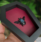 Real Blue Bee Coffin Framed Taxidermy Insect Collage Wall Hanging Gothic Home