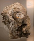    vintage Hand Carved Wood Spirit Face Sculpture Driftwood Burl Knot Folk Art
