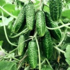 Seeds Cucumber Rare Early Giant Kit  5 Packs  Vegetable Organic Non Gmo