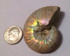 43mm Iridescent Ammonite Fossil Opalized 100 Million Years Madagascar